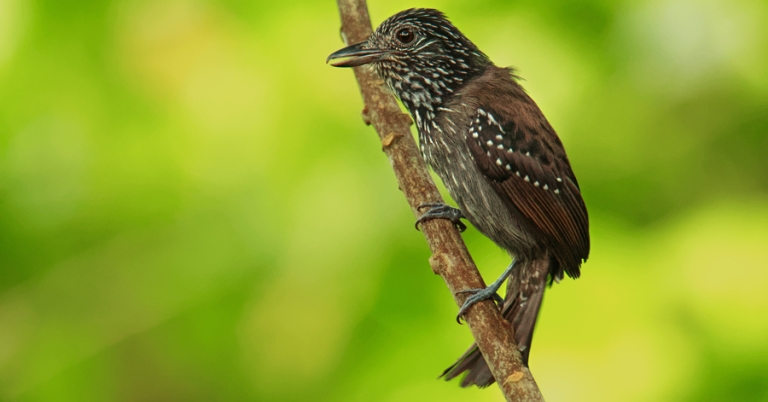 Black-hooded Antshrike on a branch