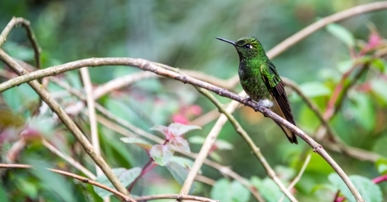 Buff-tailed Coronet perched on a branch in Manizales, Colombia