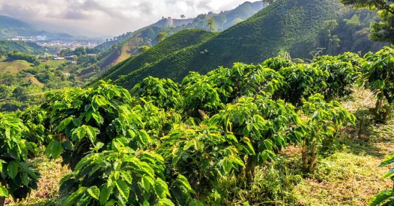 Lush green landscapes of coffee plants on Manizales hills