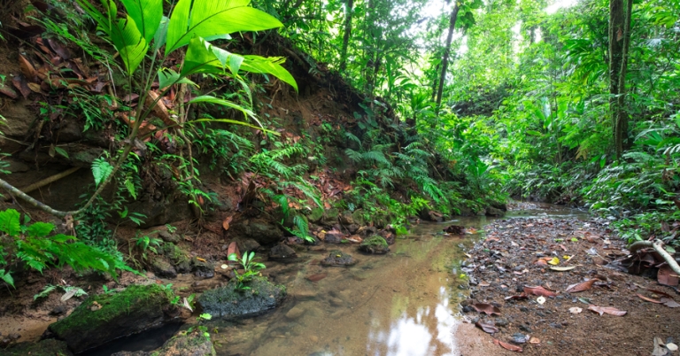 Lush vegetation of the Osa Peninsula