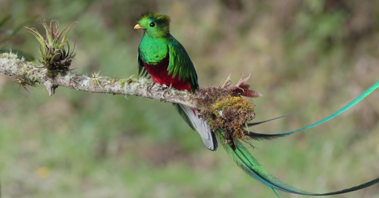 Resplendent Quetzal perched on a branch