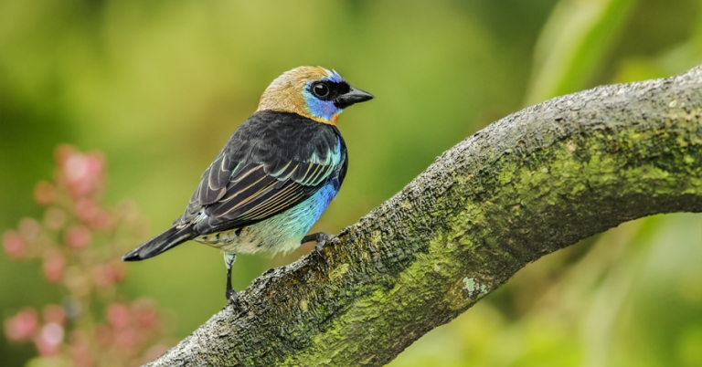 Golden-hooded Tanager on a branch