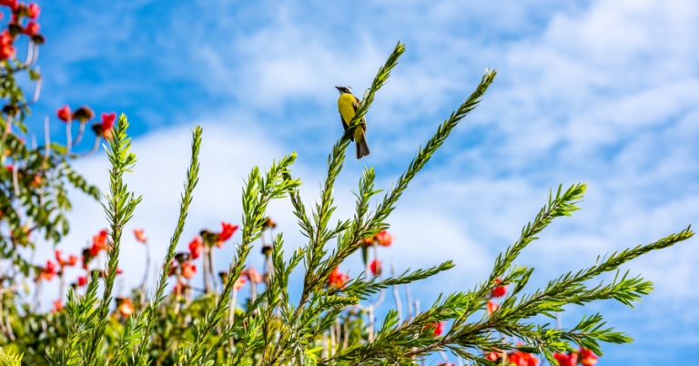 Great Kiskadee perched on a branch