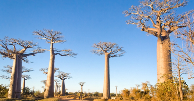 Baobab Trees in Madagascar