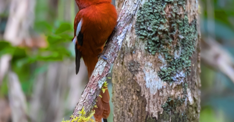 Malagasy Paradise-Flycatcher on a branch