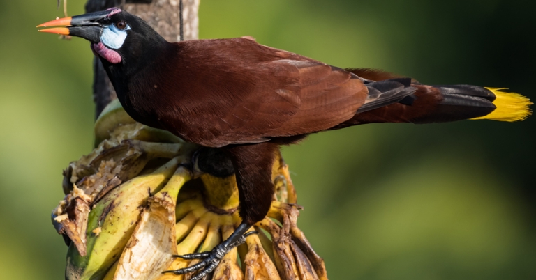 Montezuma Oropendola perched on a banana bunch