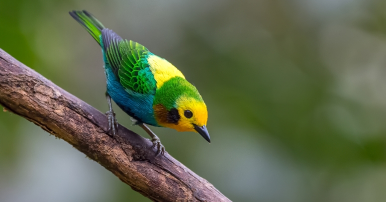 Multicolored Tanager on a branch