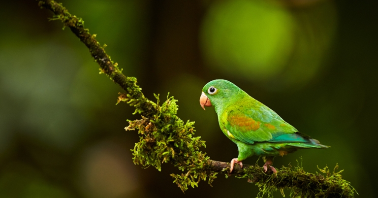 Orange-chinned Parakeet on a branch