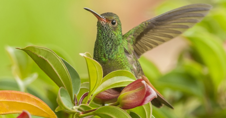 Rufous-tailed Hummingbird among leaves