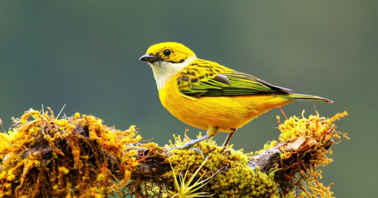 Silver-throated Tanager on a branch