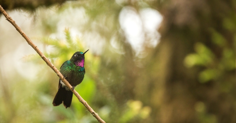 Tourmaline Sunagel on a branch in Nevado del Ruiz, Colombia