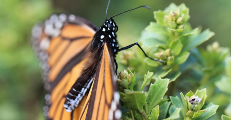 butterfly perched on plant