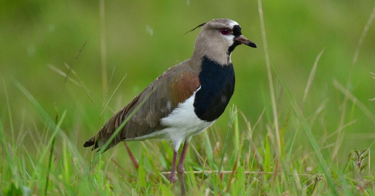 An Andean Lapwing stands in a grassy area