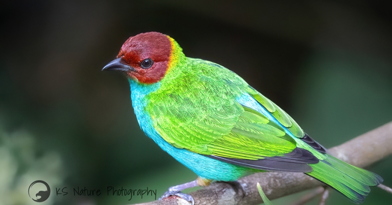 Bay-headed Tanager perched on a branch