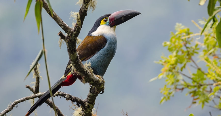 A Black-billed Mountain-Toucan perched in a tree branch