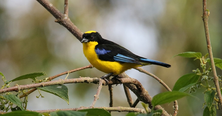 A Blue-winged Mountain Tanager sits perched on a small branch