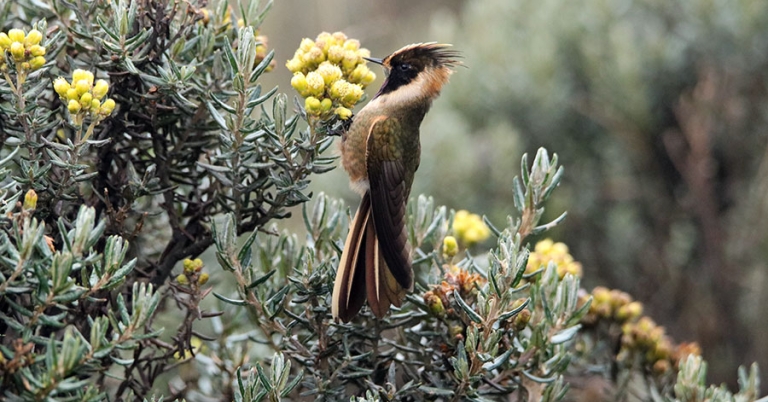 A Buffy Helmetcrest clings upright to a cluster of Monticalia sp. flowers