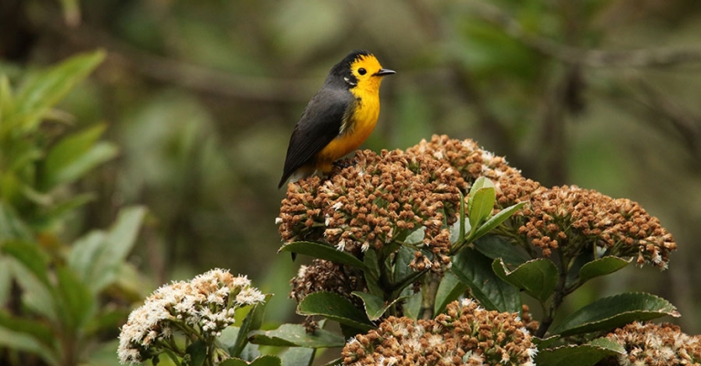 A Golden-fronted Redstart sits perched atop a cluster of flowers