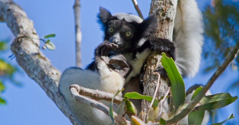Indri perched on a tree in Madagascar