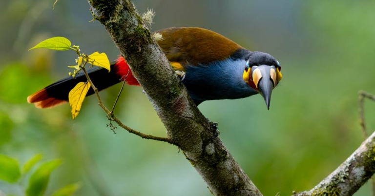 Bird perched in a tree