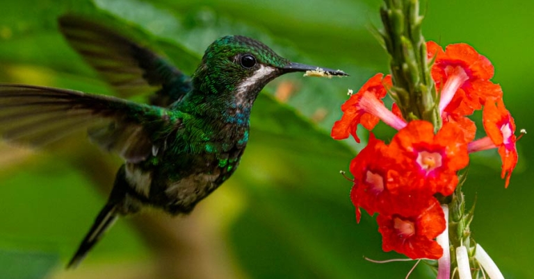 Hummingbird drinking from a flower