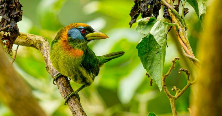 Bird sitting in a tree