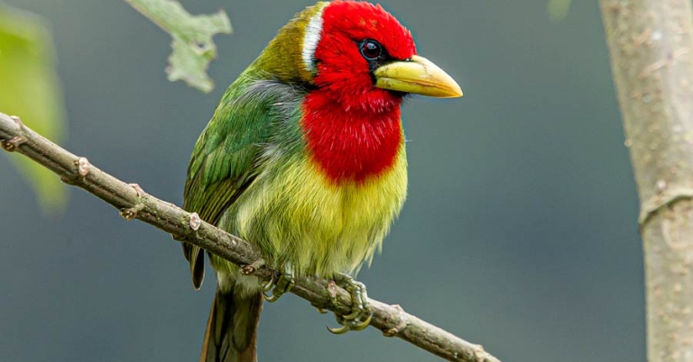 Bird perched in a tree