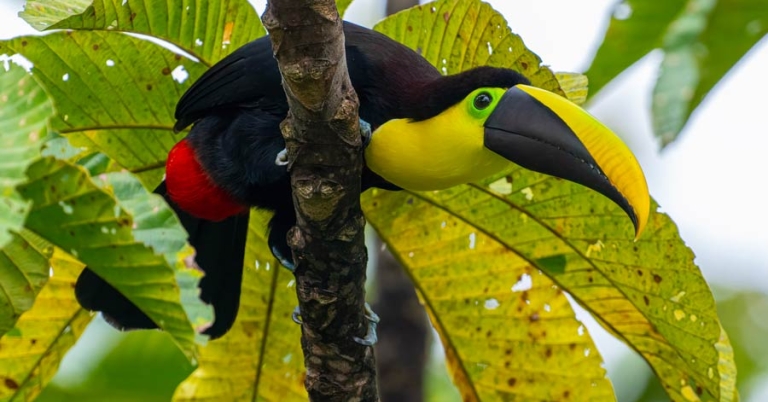 Bird perched in a tree