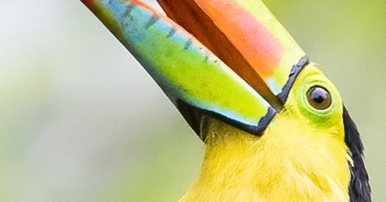 Keel-billed Toucan eating