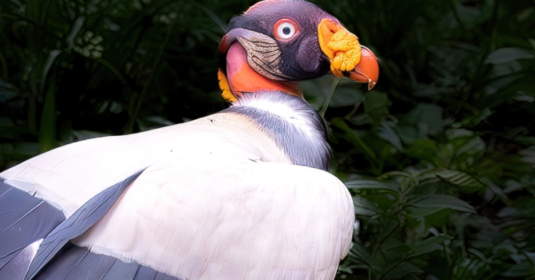 King Vulture up close
