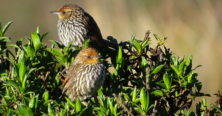 A pair of Many-striped Canasteros sit perched in a shrub