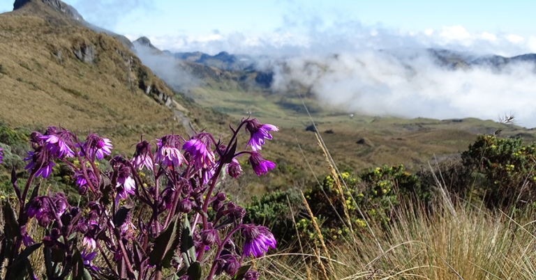 Mountainous landscape with flowers and tall grasses in the foreground