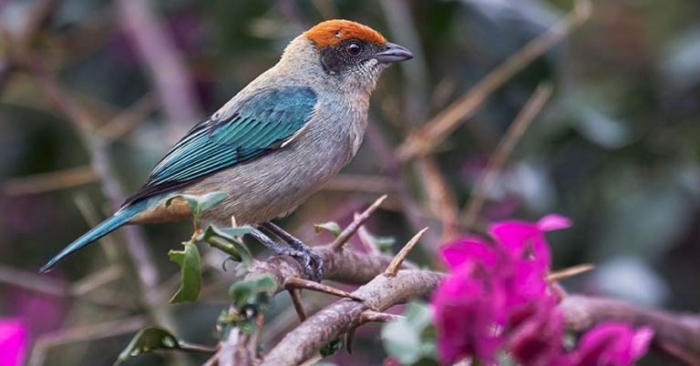 A Scrub Tanager sits perched on a thorny branch