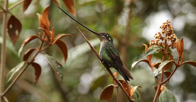 A Sword-billed Hummingbird sits perched on a small branch