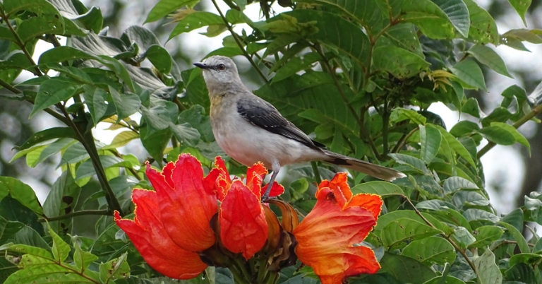 Tropical Mockingbird among bright red flowers