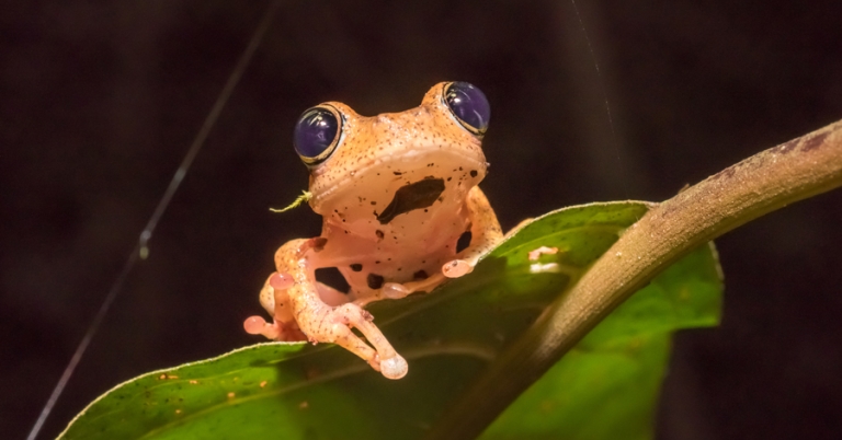 Boophis tree frog on a leaf in Madagascar
