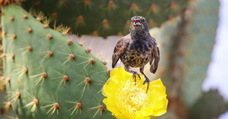 Common Cactus Finch on a flower in the Galápagos