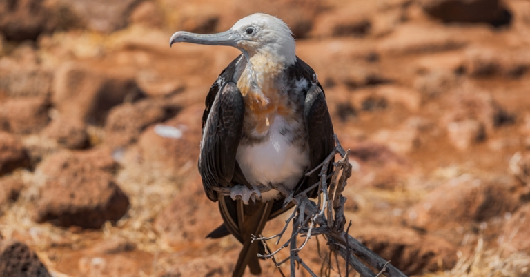 Frigatebird in North Seymour Island