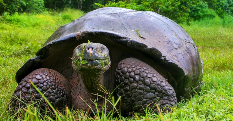 Galápagos Giant Tortoise
