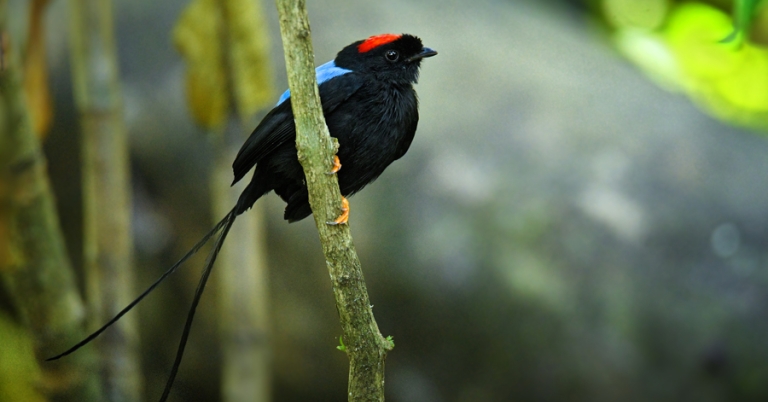 Long-tailed Manakin perched on a branch