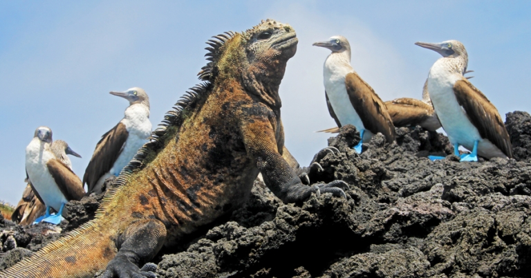 Marine iguana with Blue-footed Boobies on the volcanic terrain of Galápagos