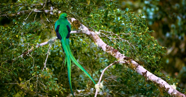 Resplendent Quetzal on a tree