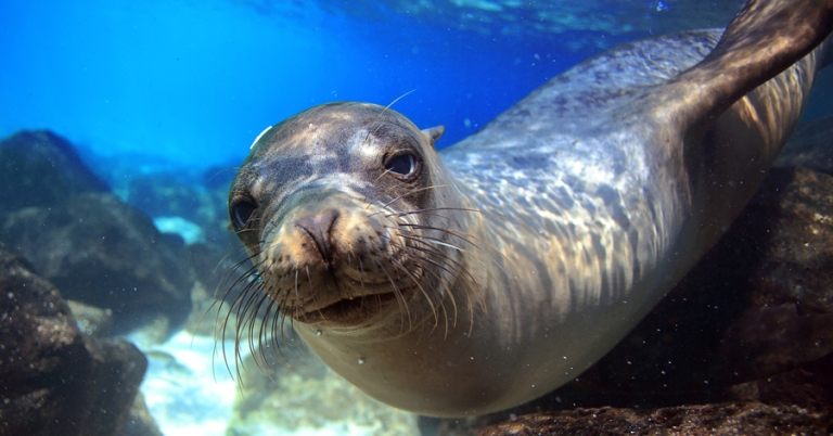 Sea lion swimming underwater in Galápagos