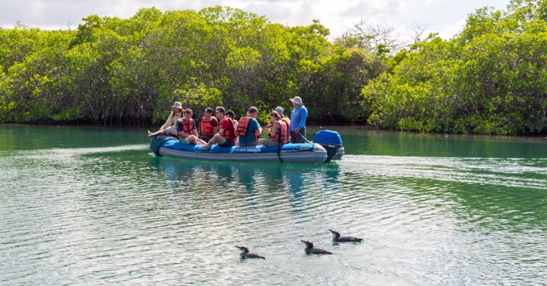 Travelers observing Galápagos Penguins