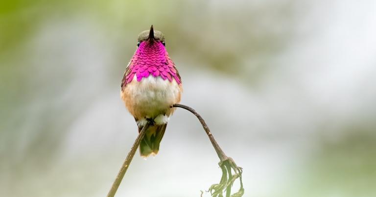 Wine-throated Hummingbird perched on a branch