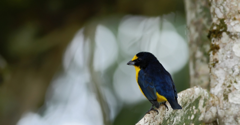 Yellow-throated Euphonia on a tree