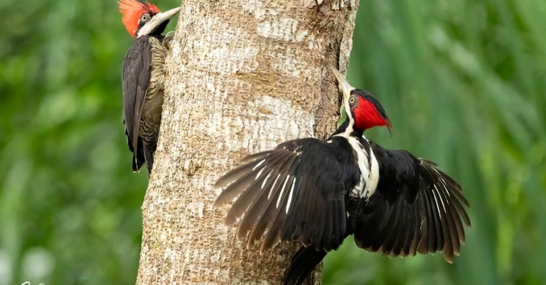 Two woodpeckers perch on either side of a tree trunk