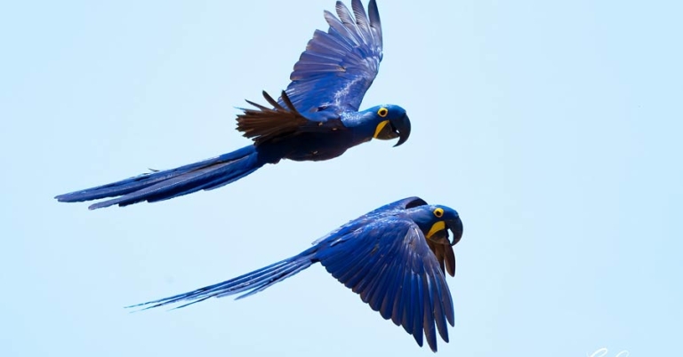 Two macaws in flight next to eachother