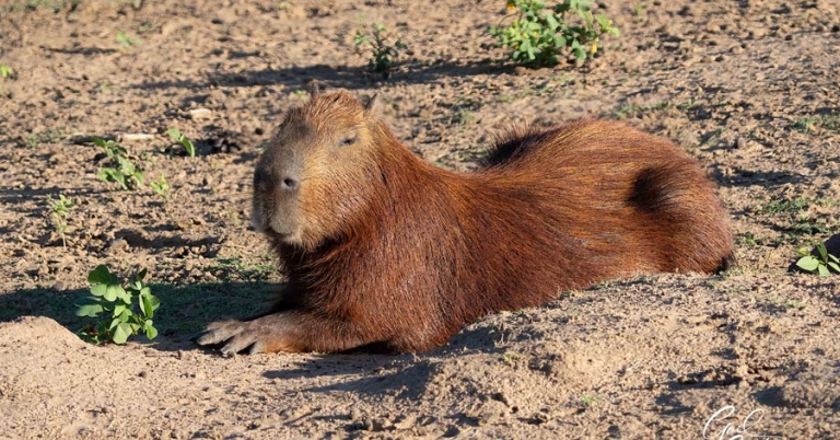Capybara lounges on the ground