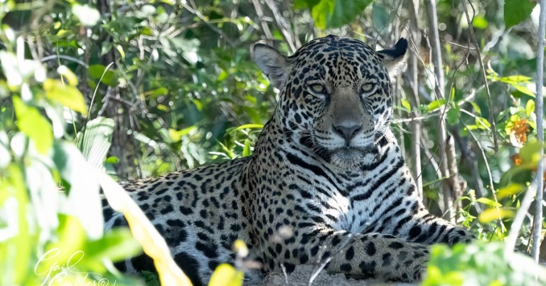 Jaguar laying under some trees